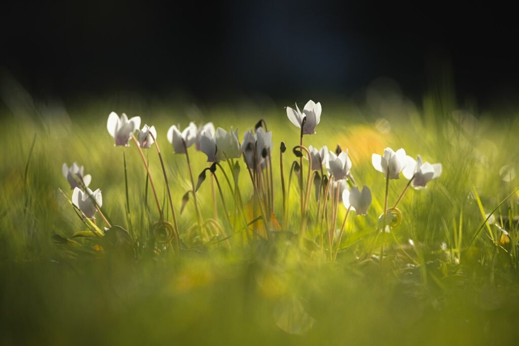 Delicate white flowers bloom in sunlit green grass